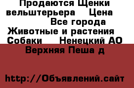 Продаются Щенки вельштерьера  › Цена ­ 27 000 - Все города Животные и растения » Собаки   . Ненецкий АО,Верхняя Пеша д.